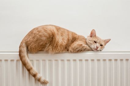 Cat enjoying radiator heating